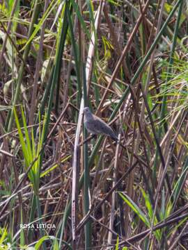 Image of Plain-breasted Ground Dove