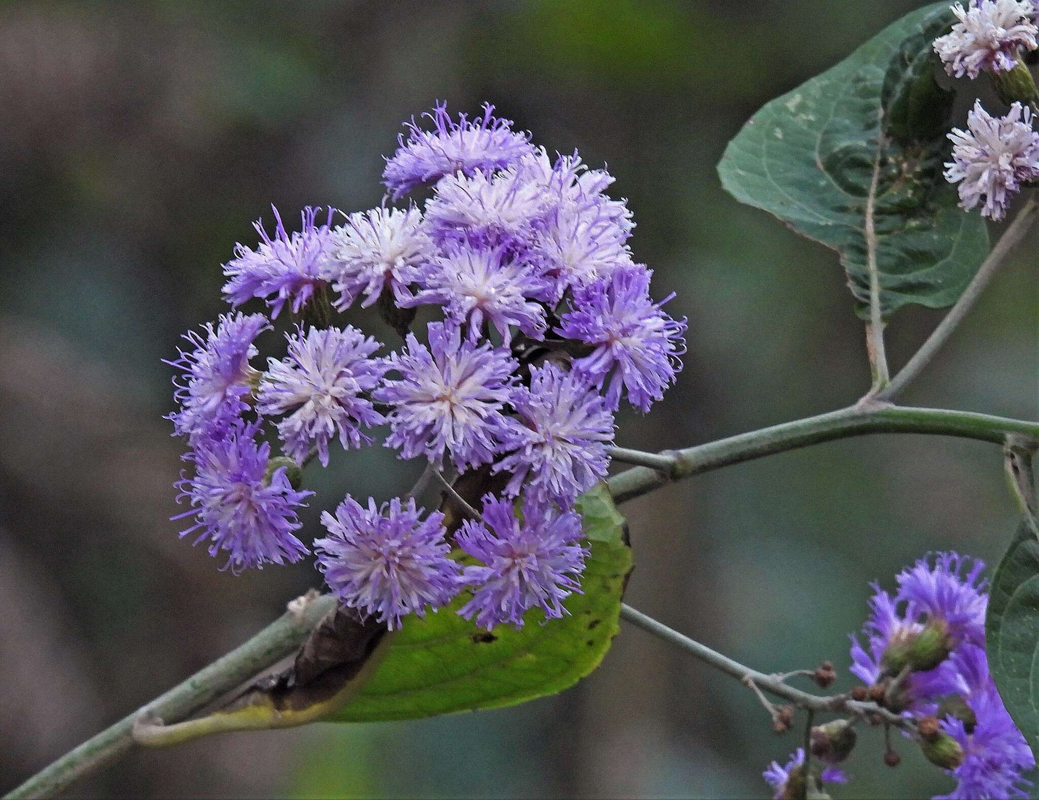 Plancia ëd Quechualia fulta (Griseb.) H. Rob.