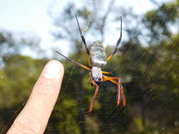 صورة Trichonephila sexpunctata (Giebel 1867)