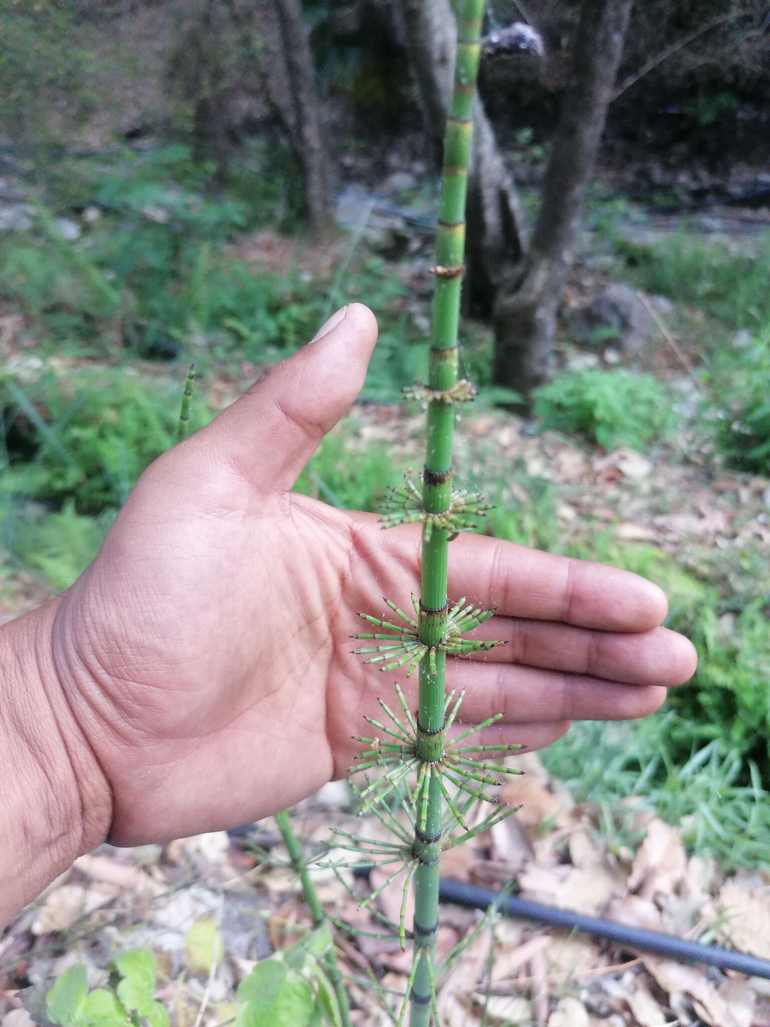 Image of Mexican Giant Horsetail