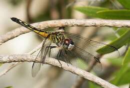 Image of Blue Dasher