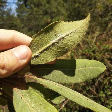 Image of Arbutus bicolor S. González, M. González & P. D. Sørensen