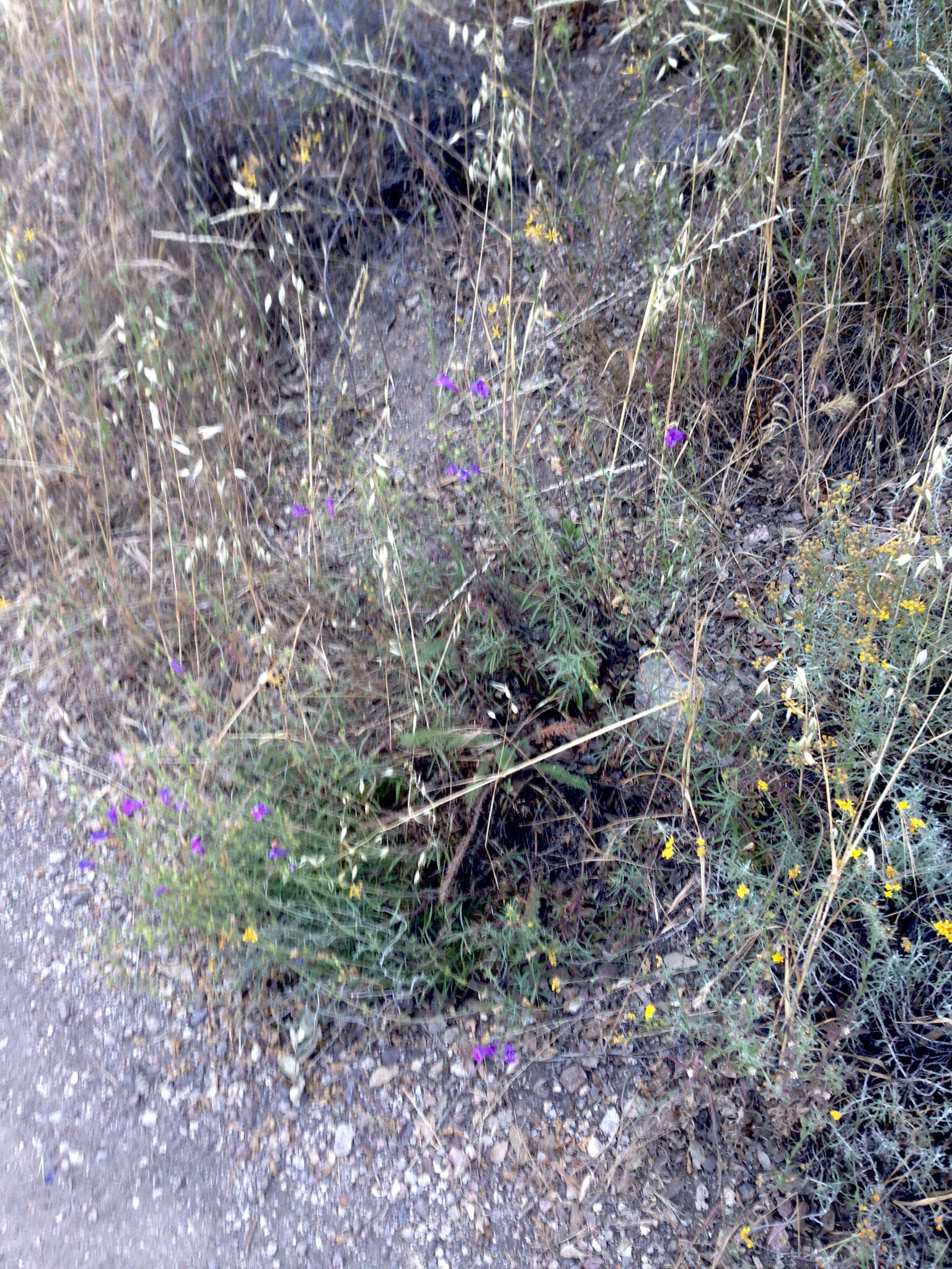 Image of bunchleaf penstemon