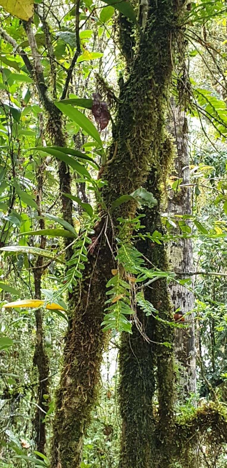 Image of Podochilus australiensis (F. M. Bailey) Schltr.