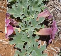 Image of devil's claw