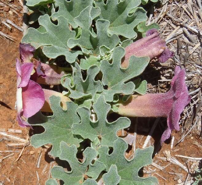 Image of devil's claw