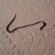 Image of Burton's Legless Lizard