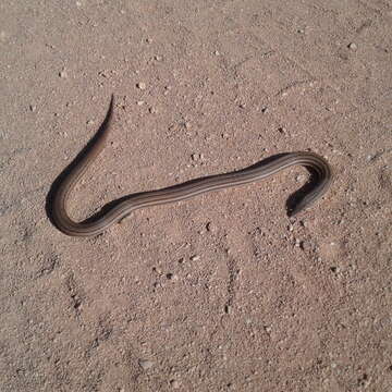 Image of Burton's Legless Lizard