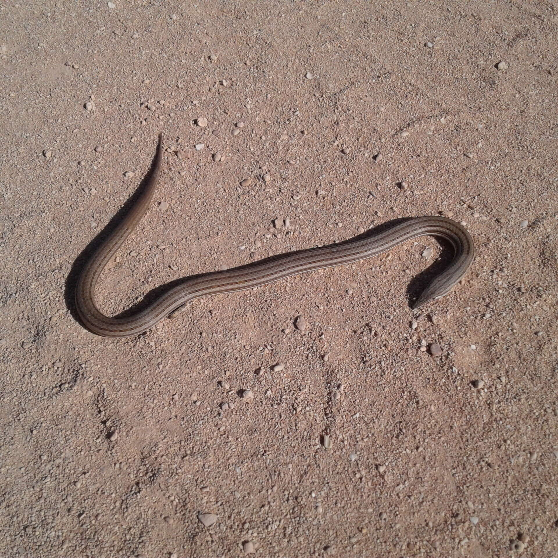 Image of Burton's Legless Lizard