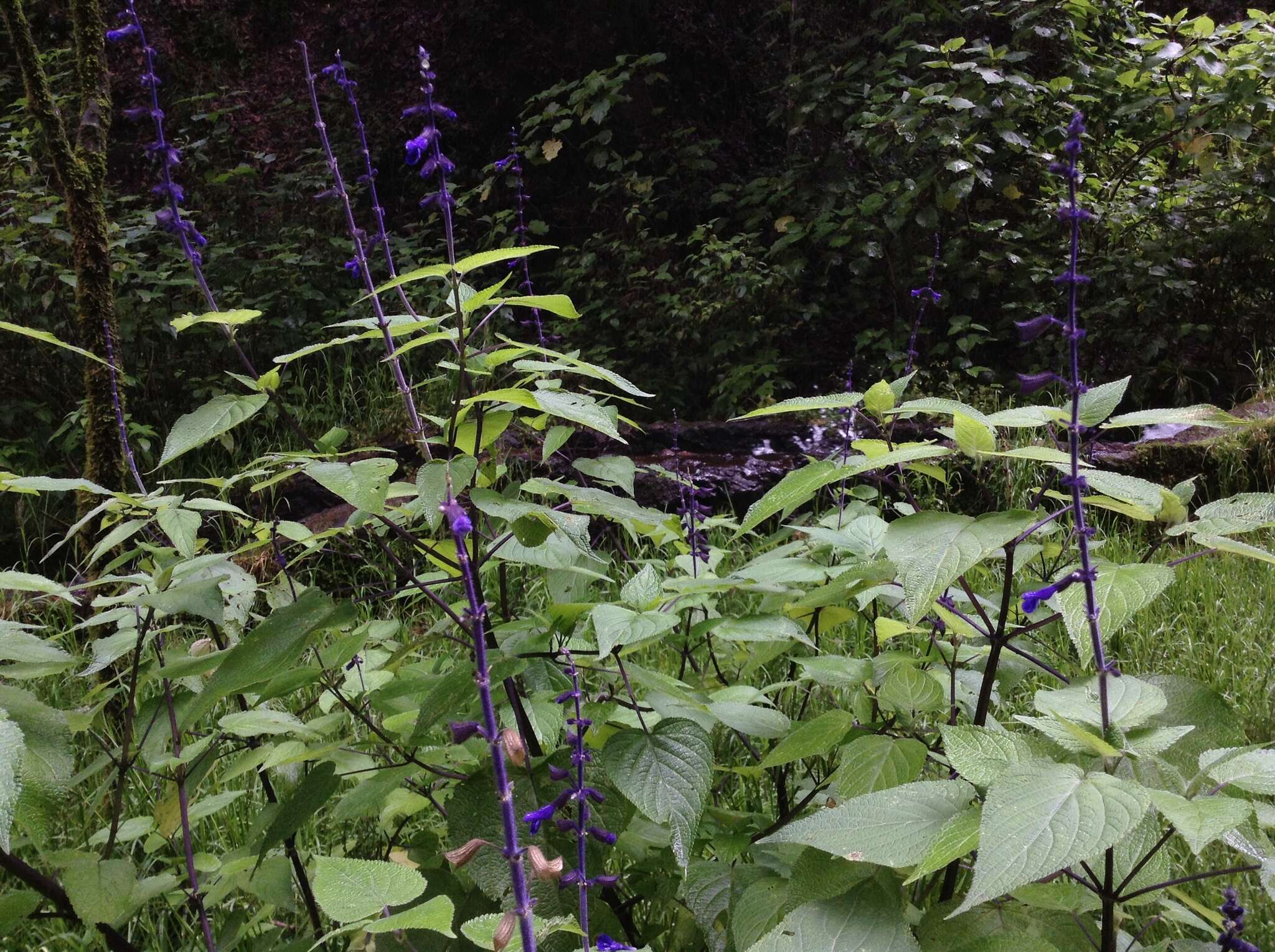 Image de Salvia concolor Lamb. ex Benth.