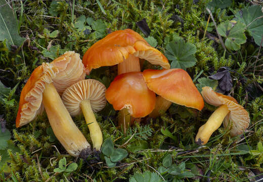 Слика од Hygrocybe aurantiosplendens R. Haller Aar. 1954