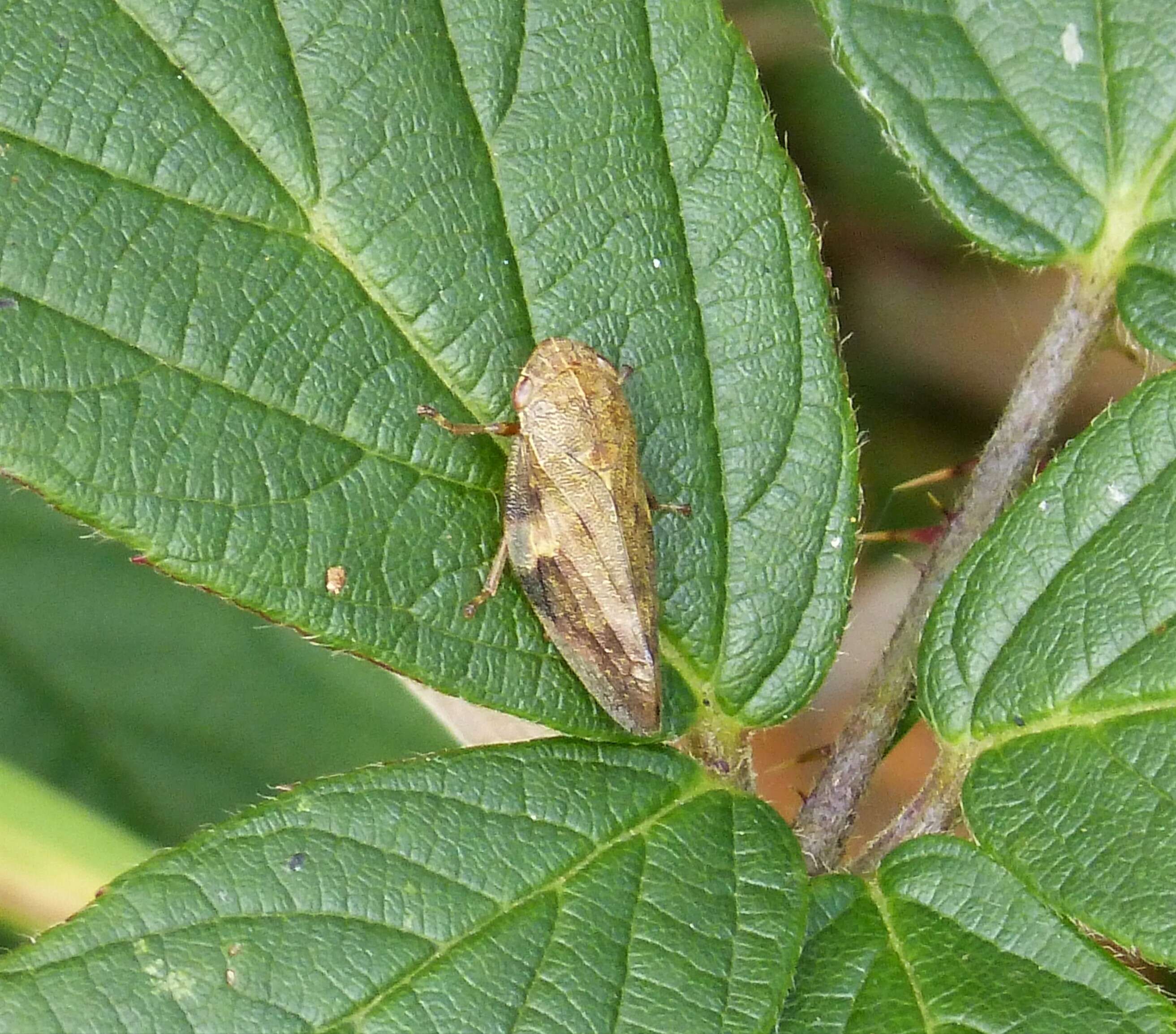 Image of European Alder Spittlebug