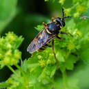 Image of Sphecomyia vespiformis (Gorski 1852)