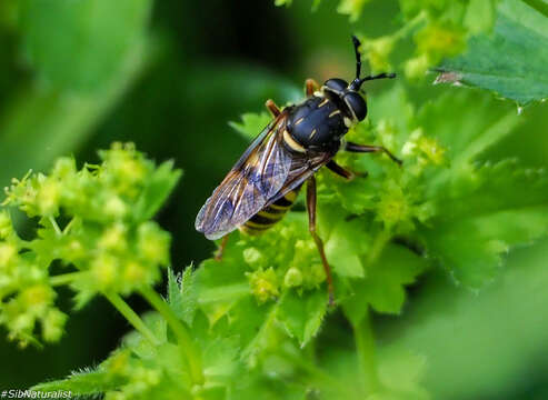 Image of Sphecomyia vespiformis (Gorski 1852)