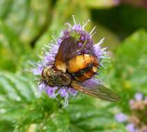 Image of Tachina fera (Linnaeus 1761)