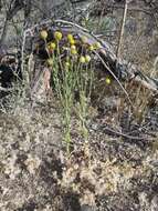 Image of Helenium aromaticum (Hook.) L. H. Bailey