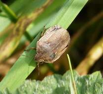 Image of Eurygaster testudinaria