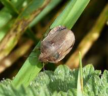 Image of Eurygaster testudinaria