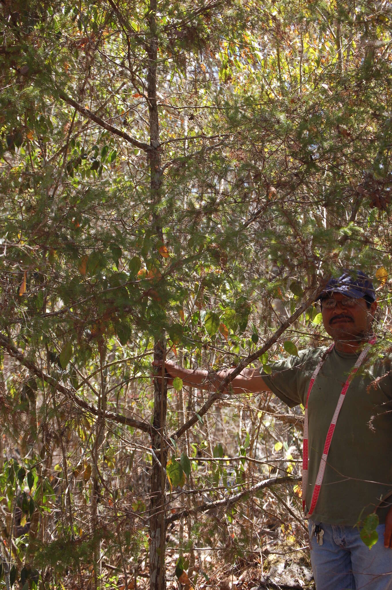 Plancia ëd Juniperus comitana Martínez