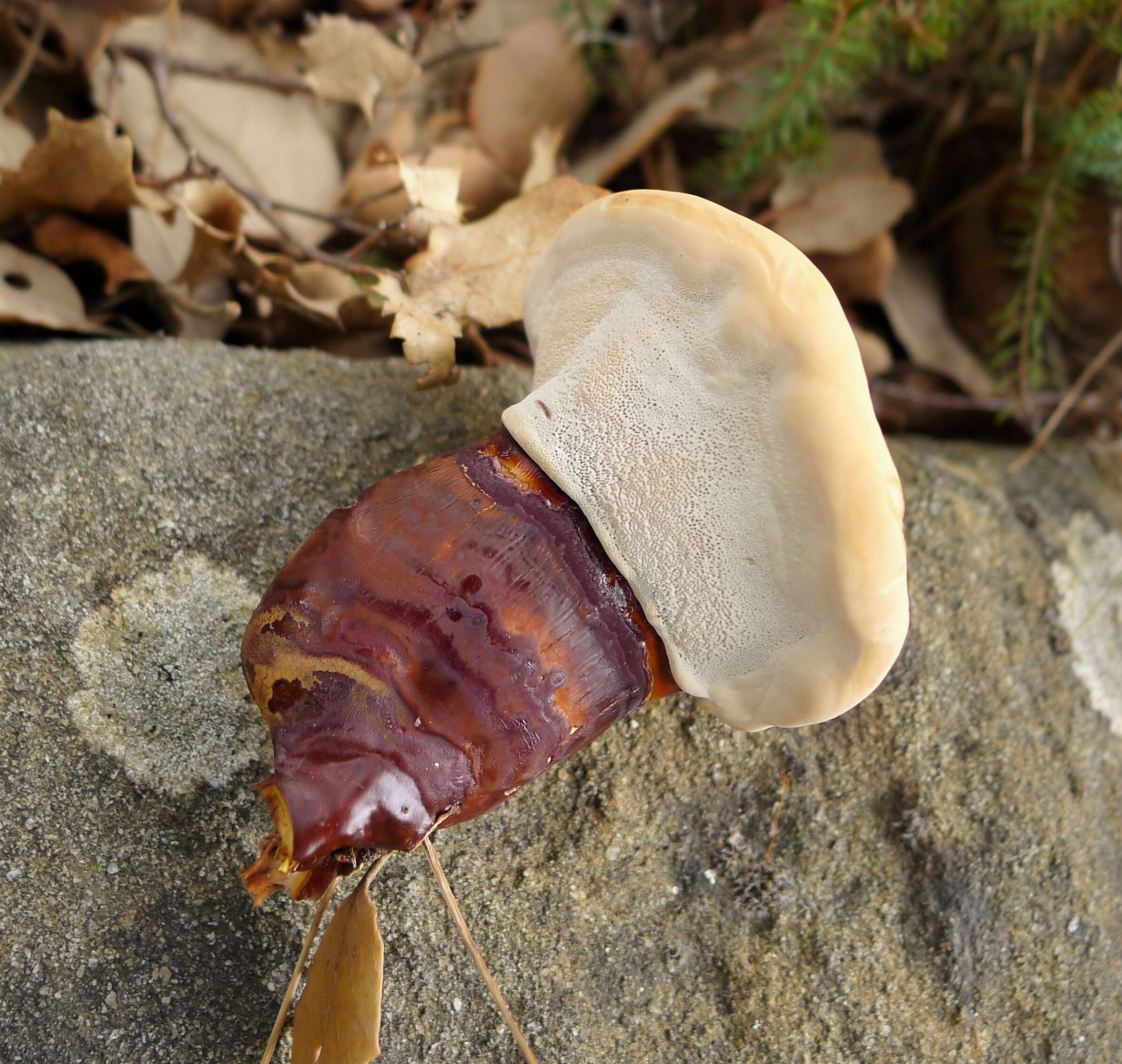 Image of lingzhi mushroom