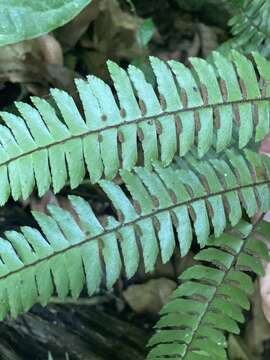 Plancia ëd Adiantum pulverulentum L.