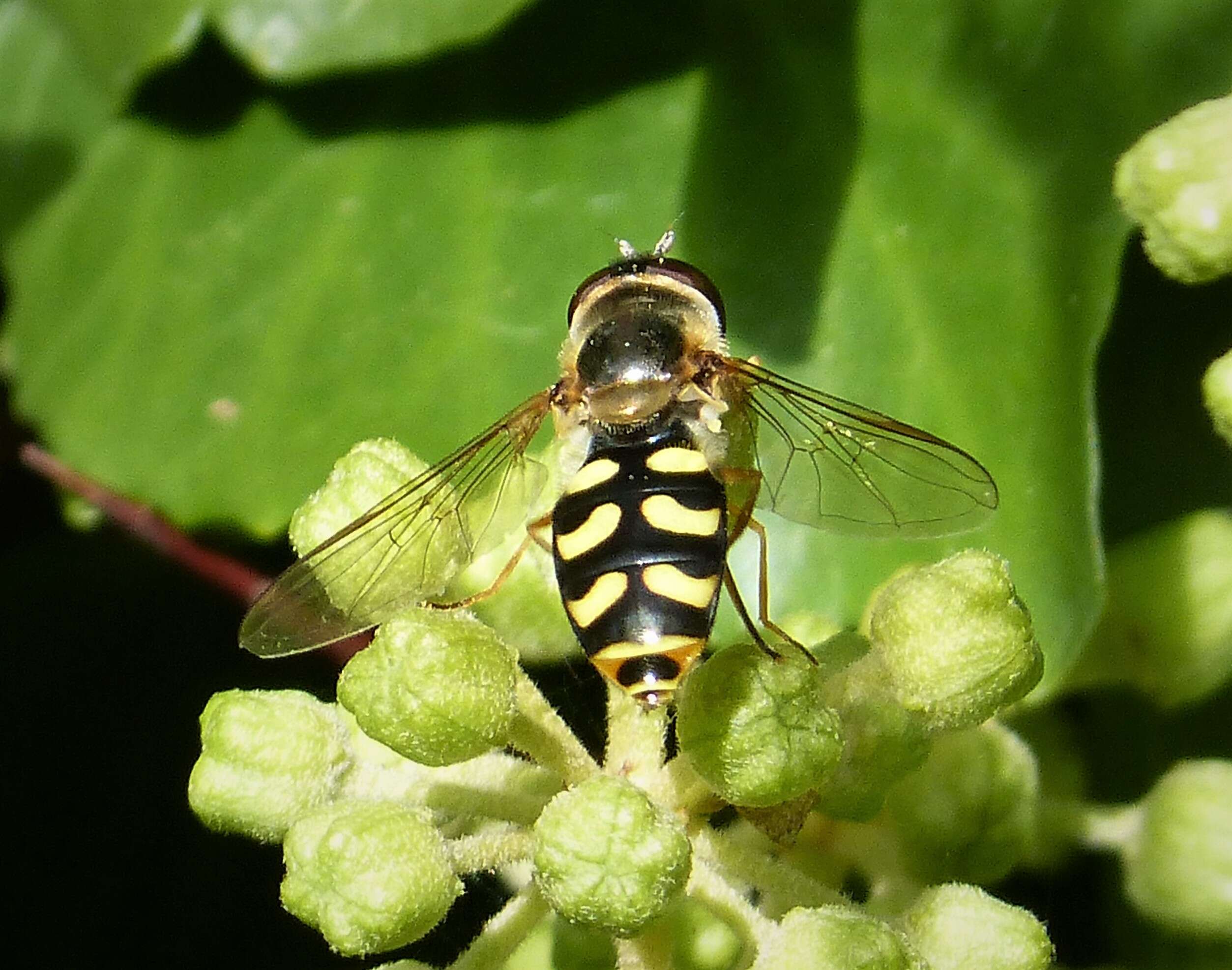 Image of Eupeodes luniger (Meigen 1822)