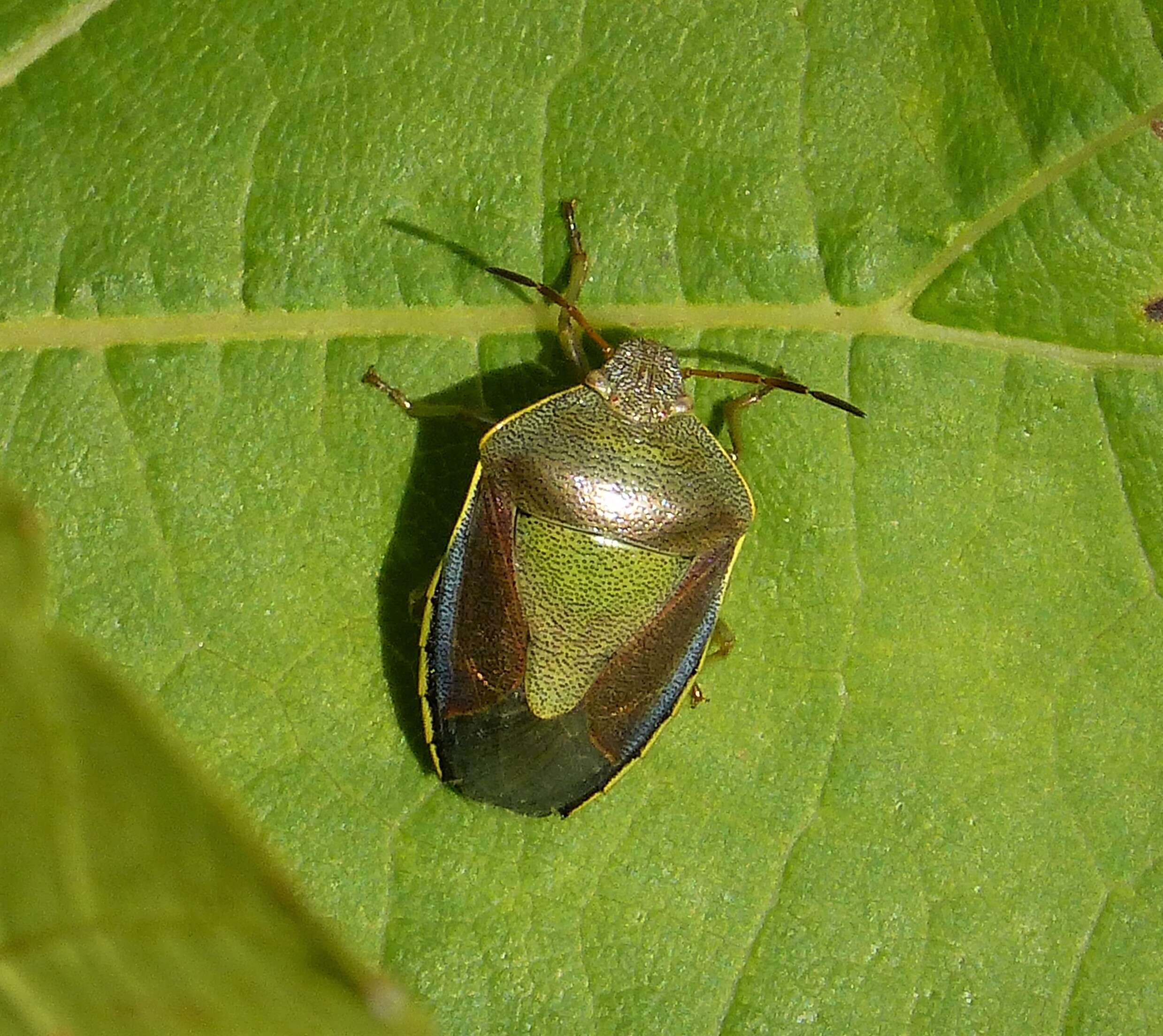 Image of Piezodorus lituratus (Fabricius 1794)