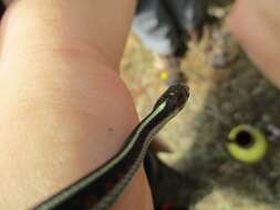 Image of Thamnophis sirtalis infernalis (Blainville 1835)