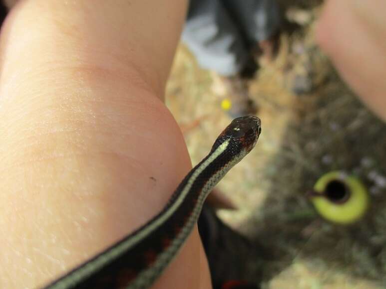 Image of Thamnophis sirtalis infernalis (Blainville 1835)