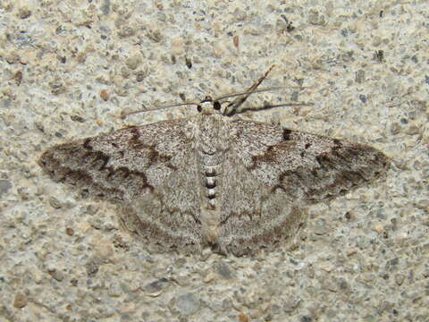 Pseudoterpna coronillaria Hübner (1814) resmi