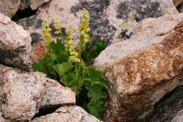 Image of Capitan Mountains alumroot