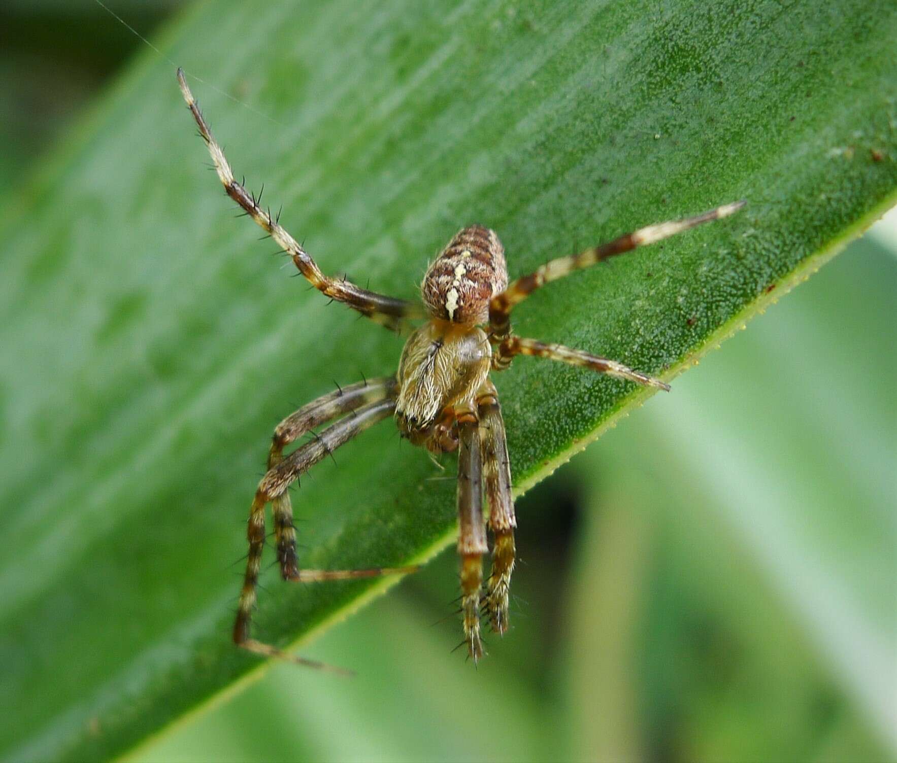 Image of Garden spider