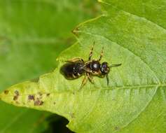 Image of sweat bees