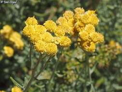 Image of Achillea falcata L.