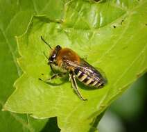 Image of Colletes hederae Schmidt & Westrich 1993