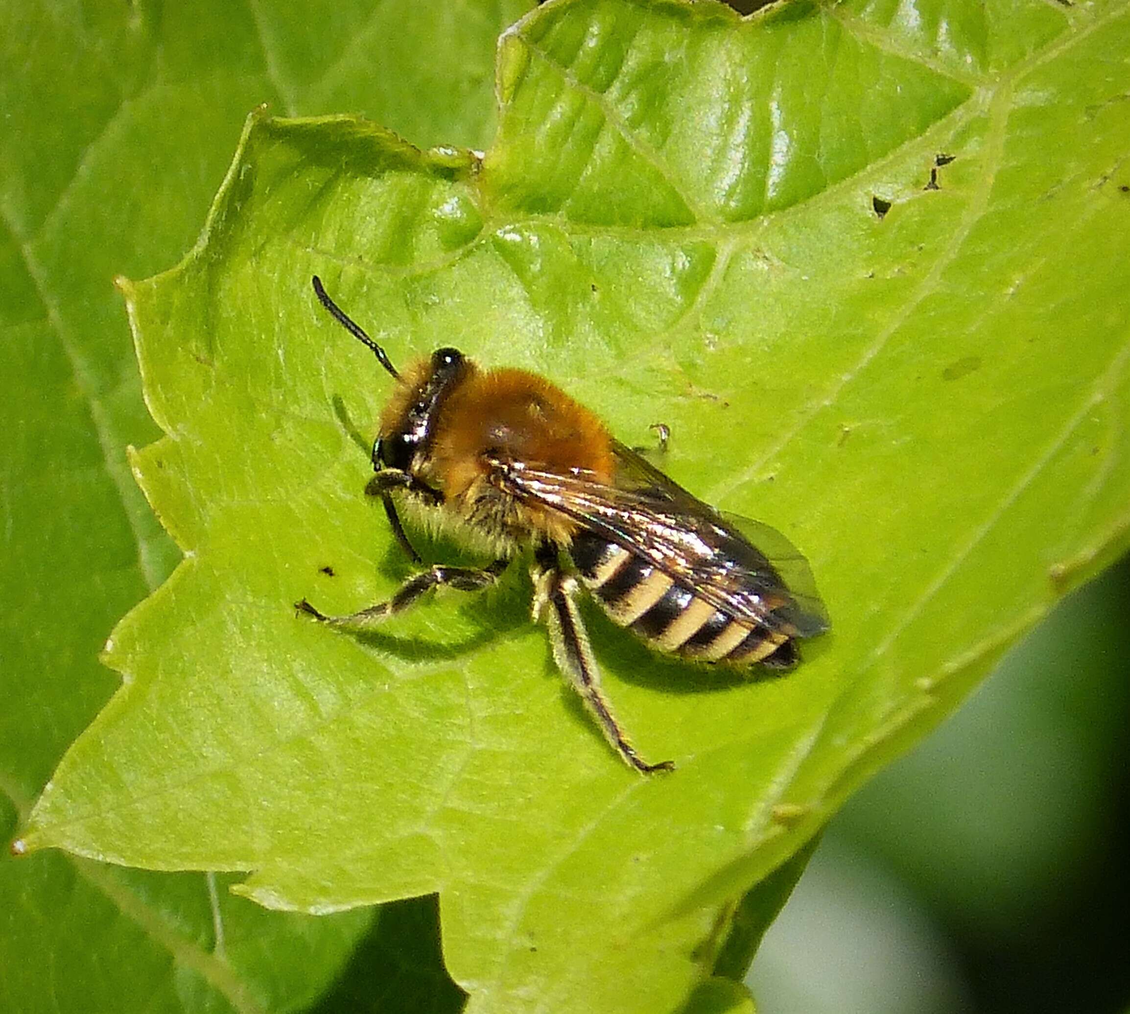 Image of Colletes hederae Schmidt & Westrich 1993