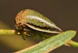 Image of Treehopper