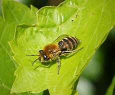 Image of Colletes hederae Schmidt & Westrich 1993