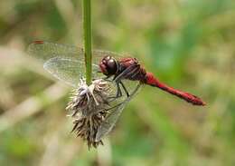 Image of Ruddy Darter