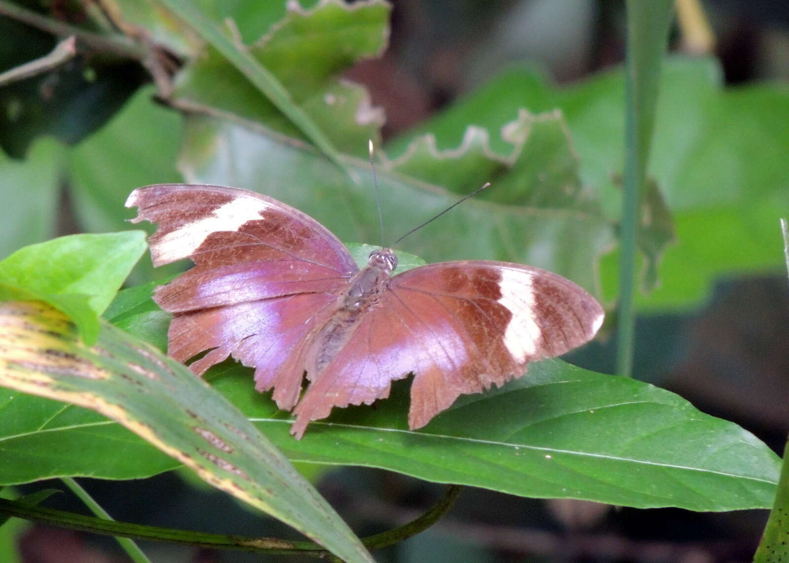 Image of Euphaedra medon Linnaeus 1763