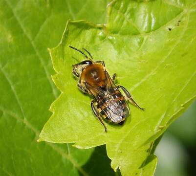 Image of Colletes hederae Schmidt & Westrich 1993