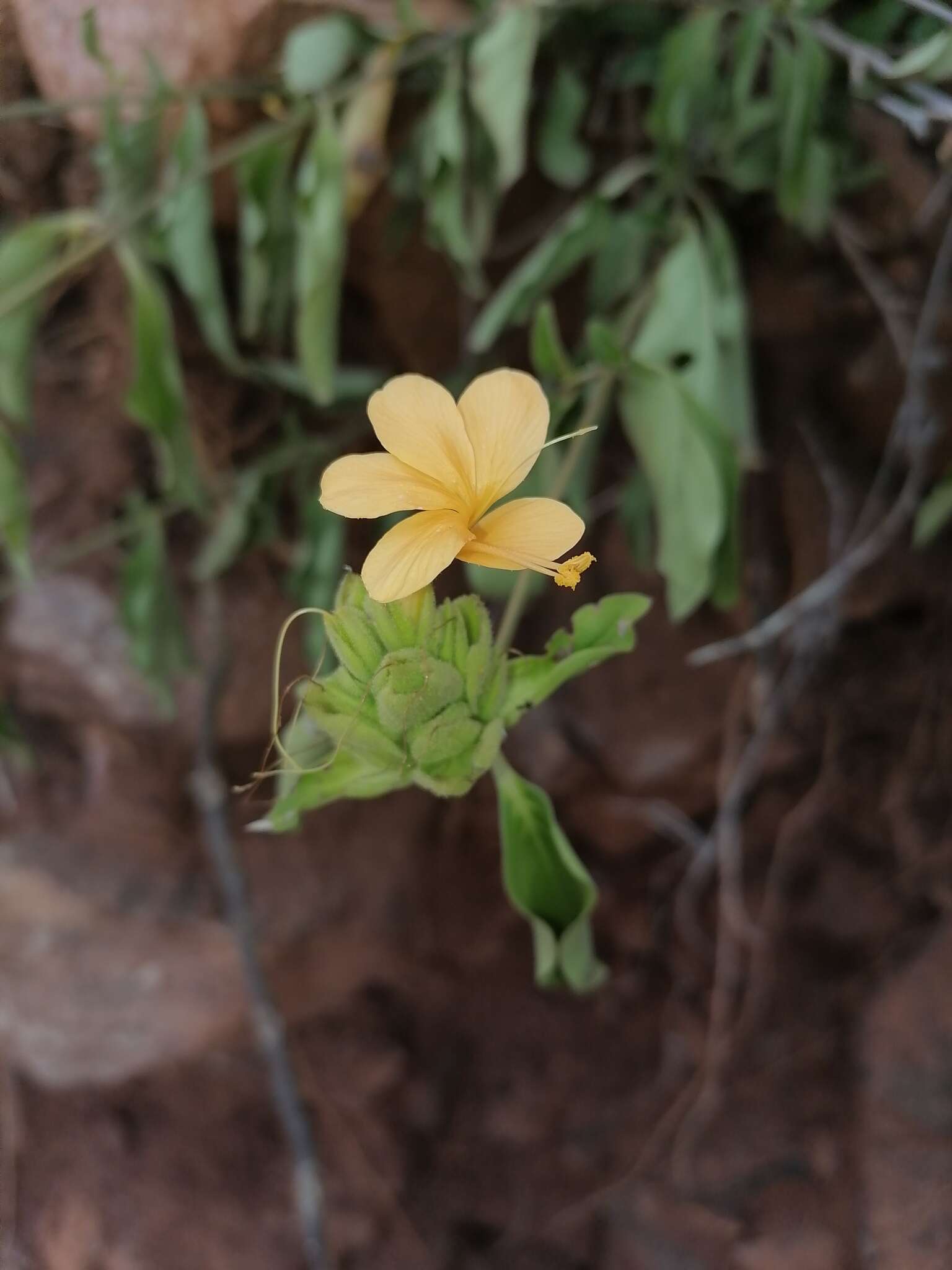 Image of Barleria crossandriformis C. B. Cl.