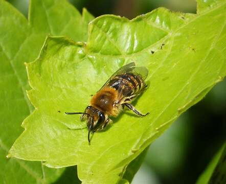 Image of Colletes hederae Schmidt & Westrich 1993