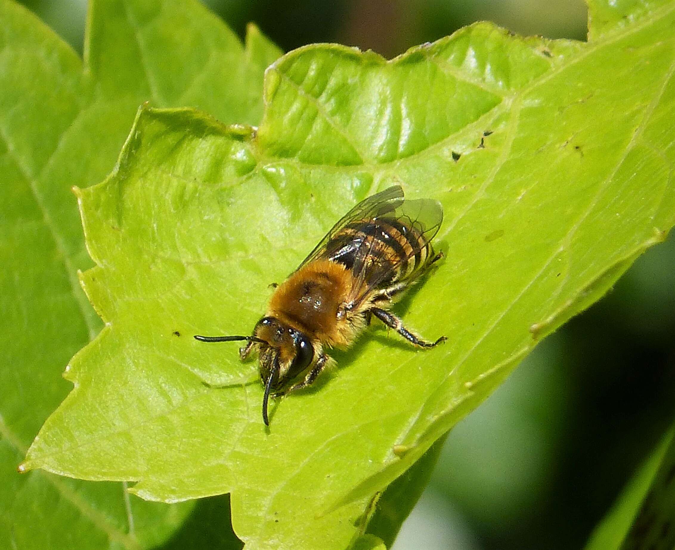 Image of Colletes hederae Schmidt & Westrich 1993