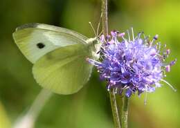 Image of Devil’s Bit Scabious