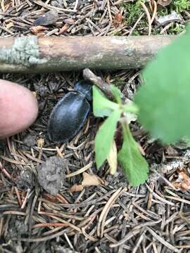 Image of Carabus (Tanaocarabus) sylvosus Say 1823