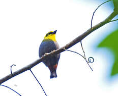 Image of Nelicourvi Weaver