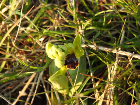 Image of Ophrys fusca subsp. fusca