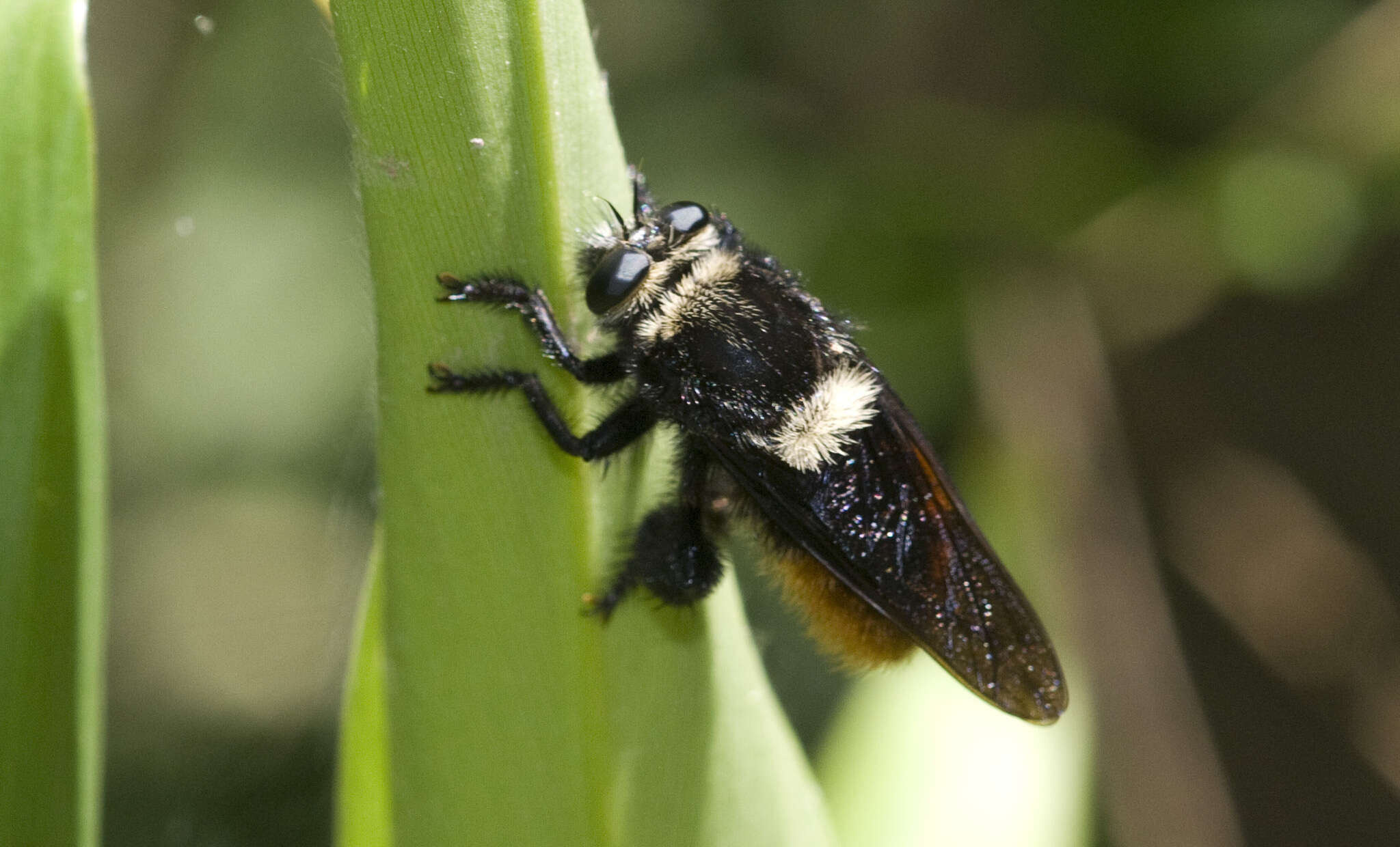 Image of Mallophora ruficauda (Wiedemann 1828)