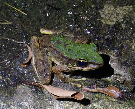 Image of Bangkimtsing Frog